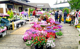 三春ハーブ花ガーデンの庭園内画像
