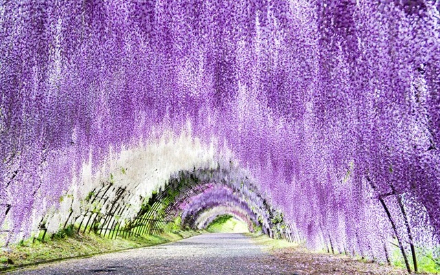 河内藤園