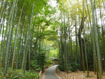 竹林の小径