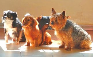 犬猫の画像