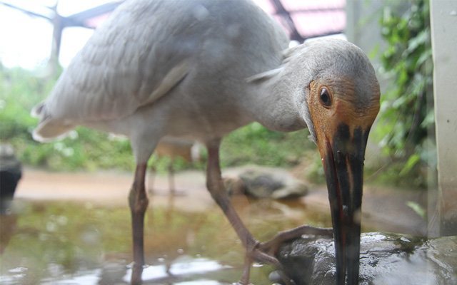 トキの森公園