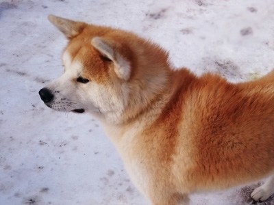 秋田犬