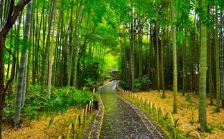 竹林の小径