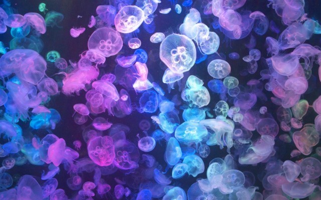 加茂水族館