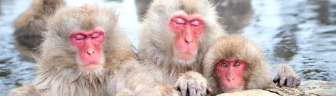 サルの温泉